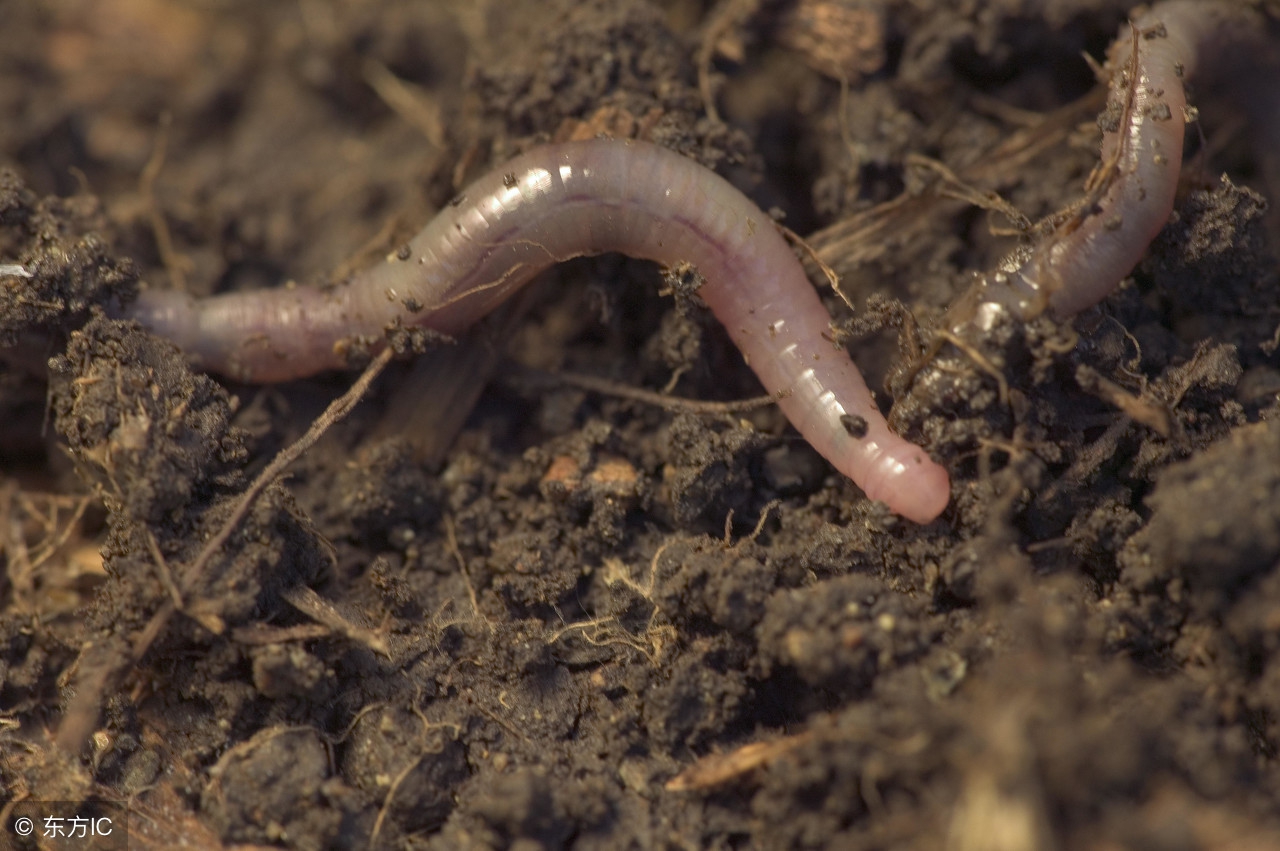 蚯蚓怎么繁殖后代呢(蚯蚓吃什么？它们是怎么繁殖的，是靠一分为二繁衍后代吗？)