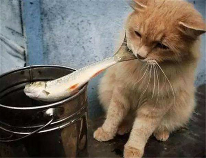 猫为什么喜欢吃鱼(都说猫咪爱吃鱼，那猫咪为什么会吃鱼呢？可以长期给猫咪吃鱼吗？)