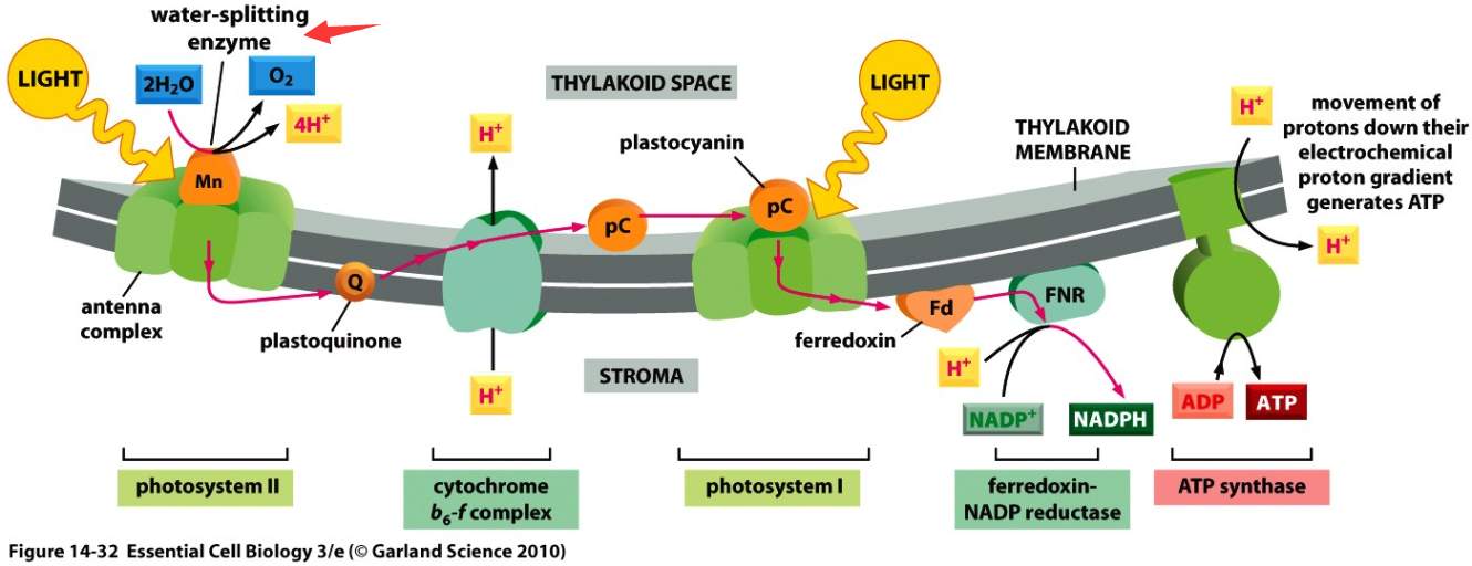 水的光解需要酶吗（高中生物：水的光解是否需要酶的催化？）