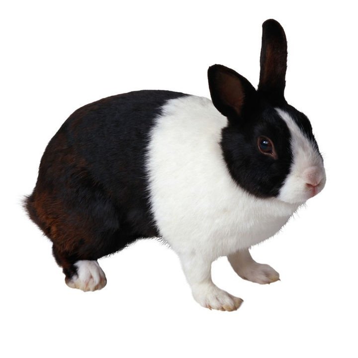 体型小,耳朵也比较短,鼻子四周和脖子到前脚为白色,其他部分为黑色