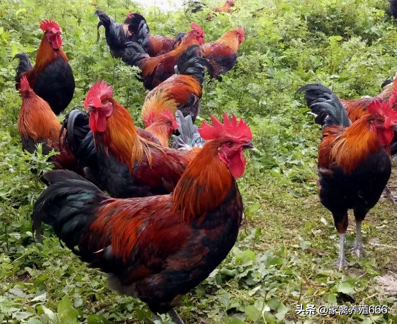 饲养鸡的方法和注意事项 及快速催肥的方法