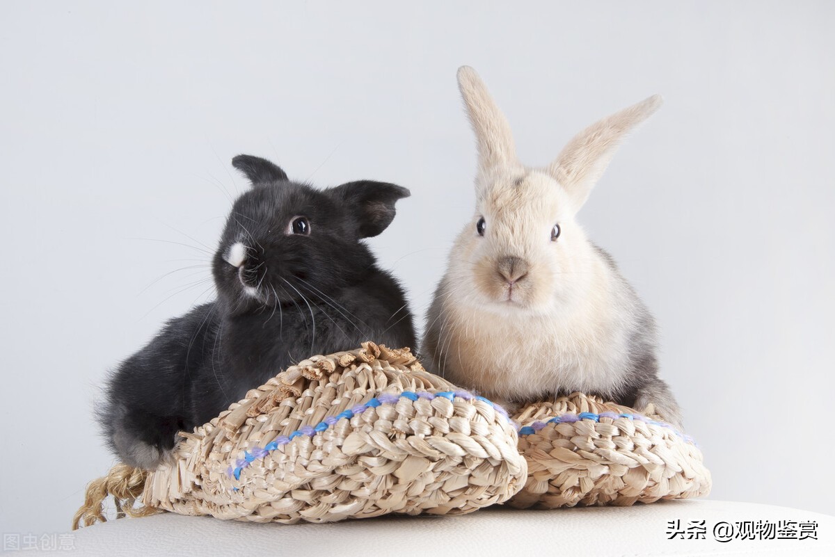 养兔子时，如何给兔子做兔窝？兔窝怎么做简单又方便