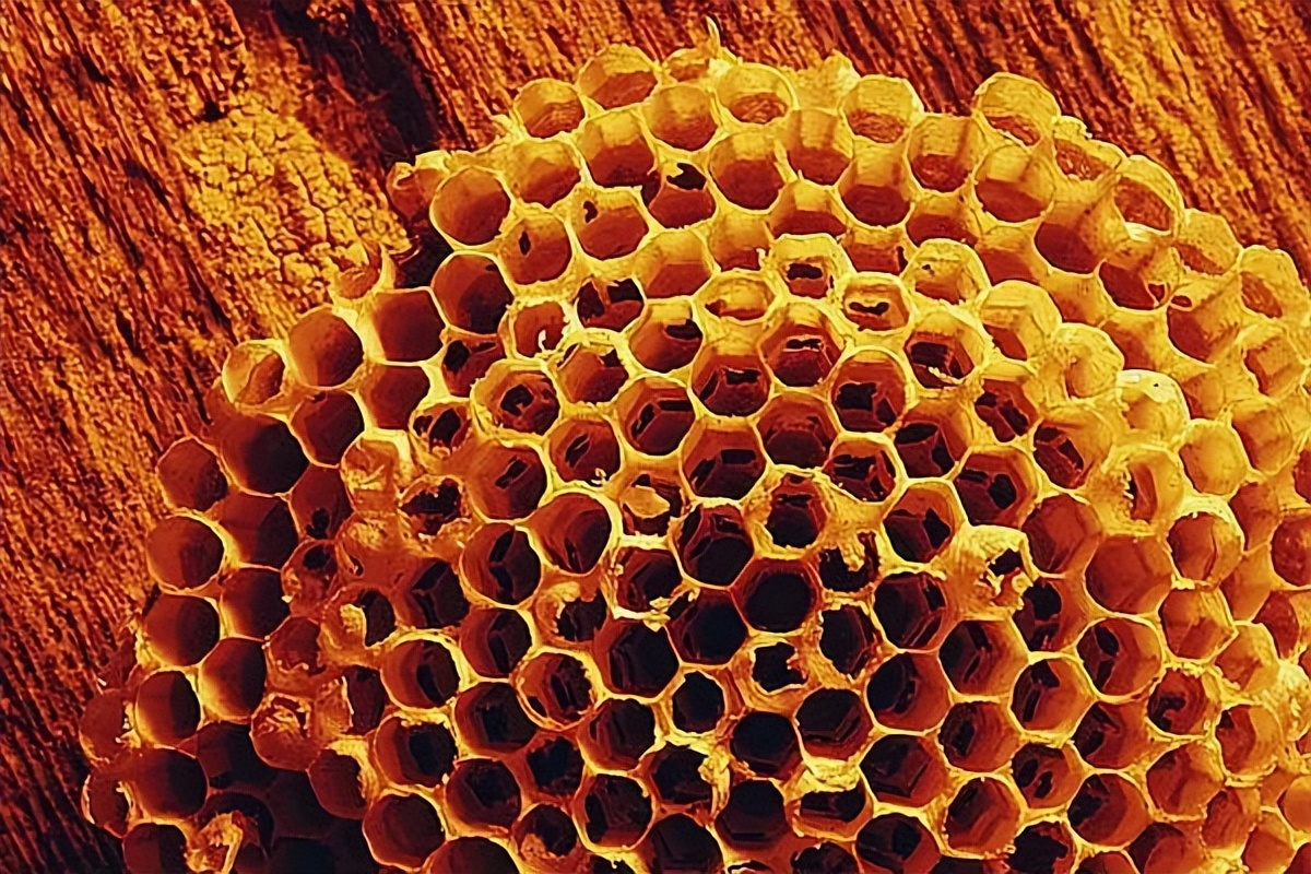 什么是蜂蜡？