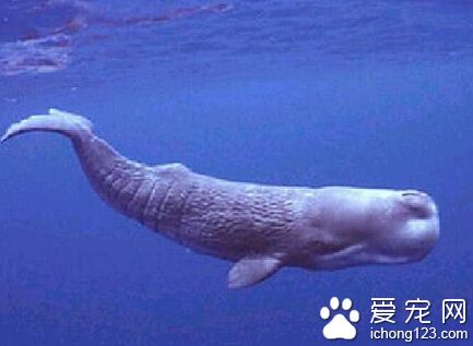 鲸的种类有哪些   蓝鲸是世界上最大的哺乳动物