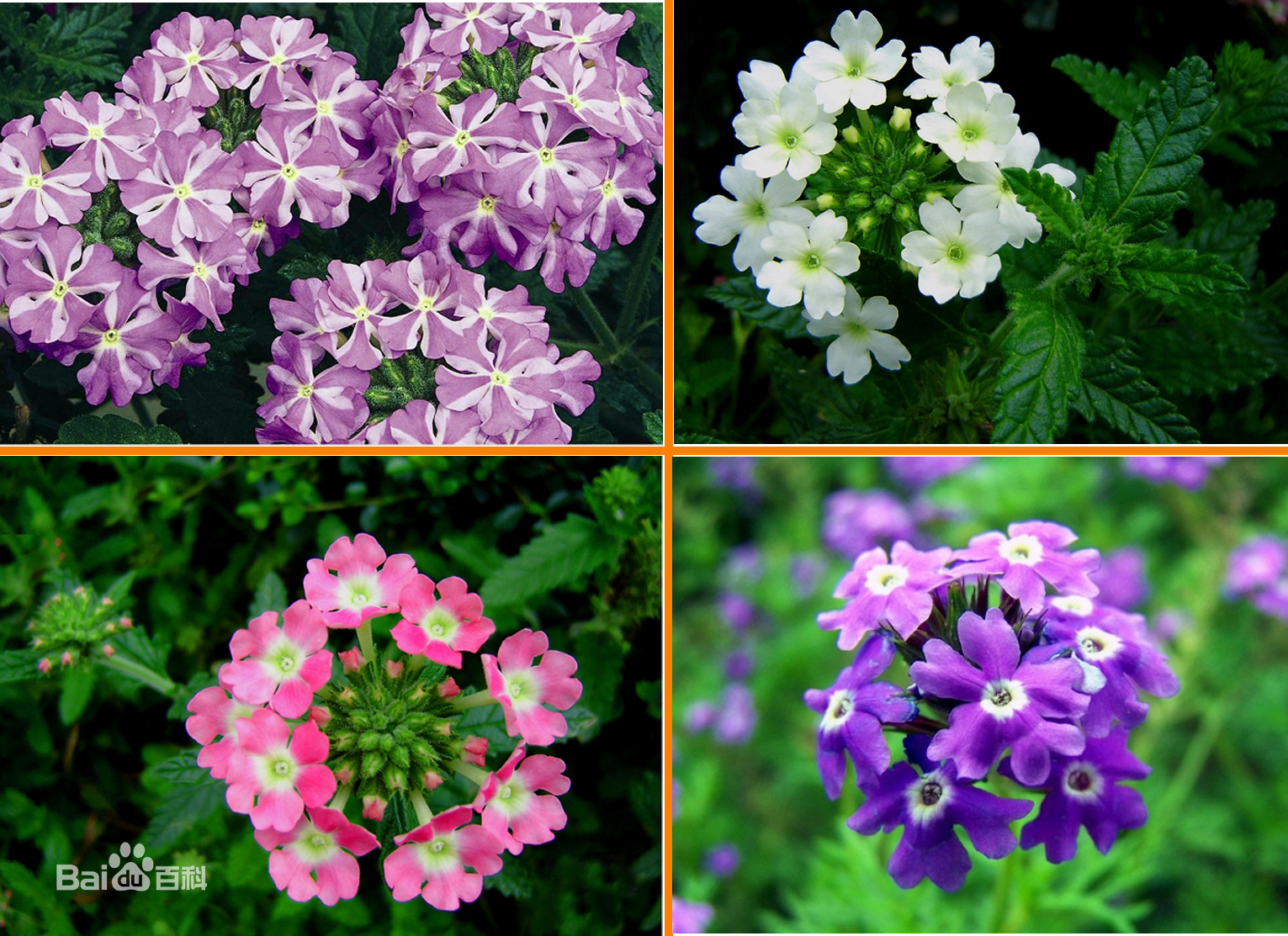 夏天盛开的花朵有哪几种？你都见过吗？