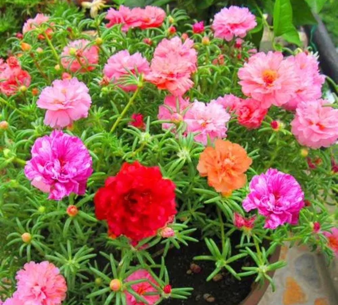 分享6种夏天适合种的花，别缺水少肥，天气越热开花越多