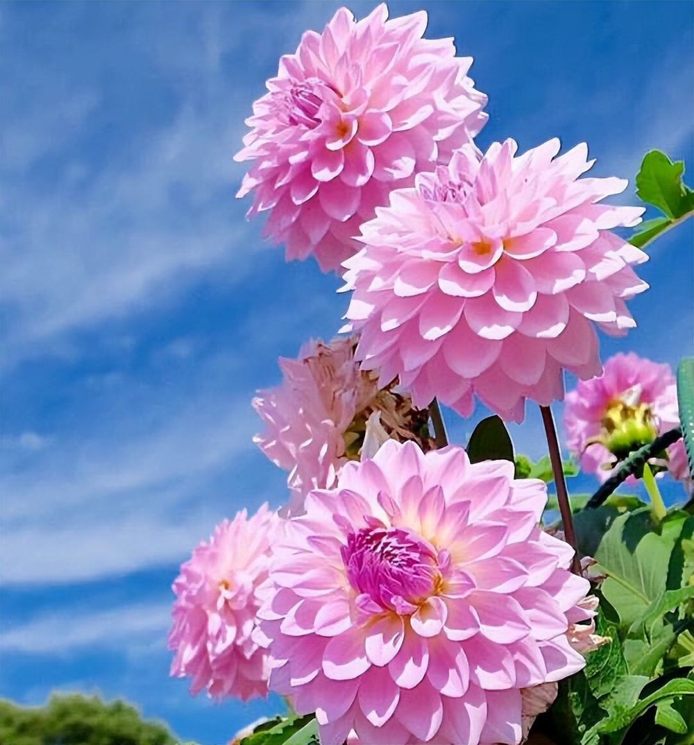 夏天种什么花最好最美？就养这3种花，漂亮皮实，耐热耐晒，越晒开花越多，养护简单