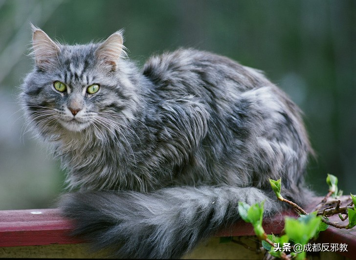 盘点世界上16种独特猫品种