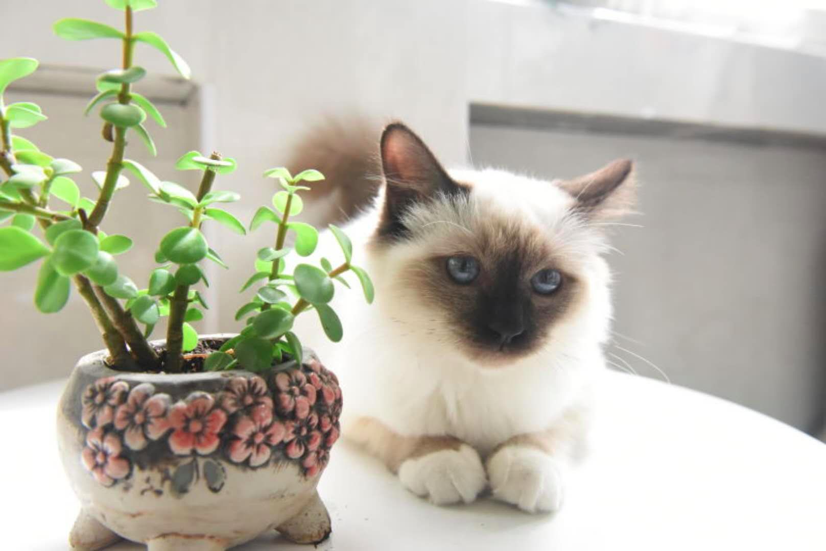 伯曼猫——被称为护殿神猫，你了解吗？