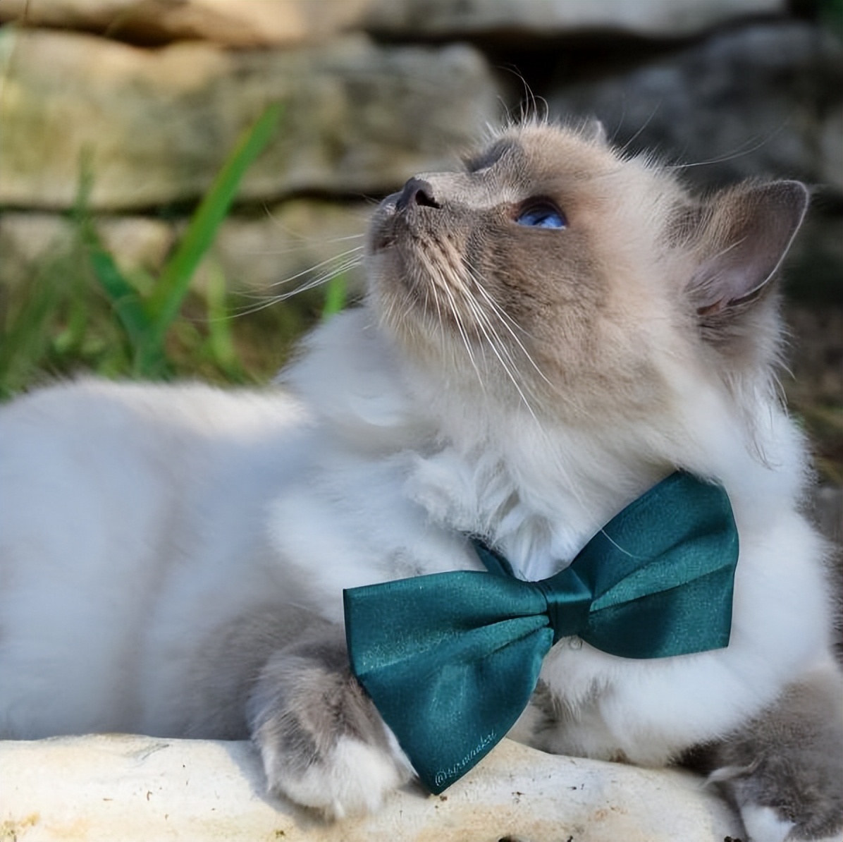 伯曼猫——被称为护殿神猫，你了解吗？