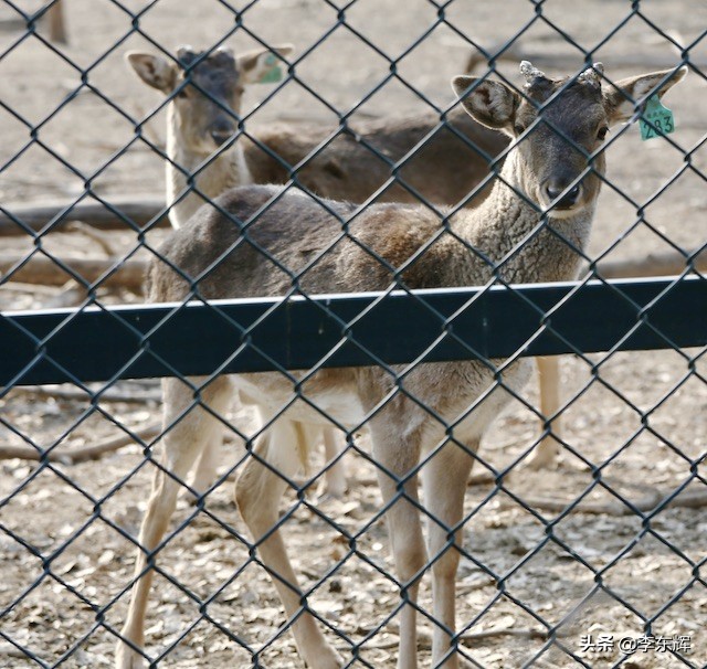南海子麋鹿苑是我国第一座以散养方式为主的麋鹿自然保护区