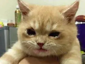 猫流眼泪怎么回事？常见的猫咪眼部疾病有哪些？