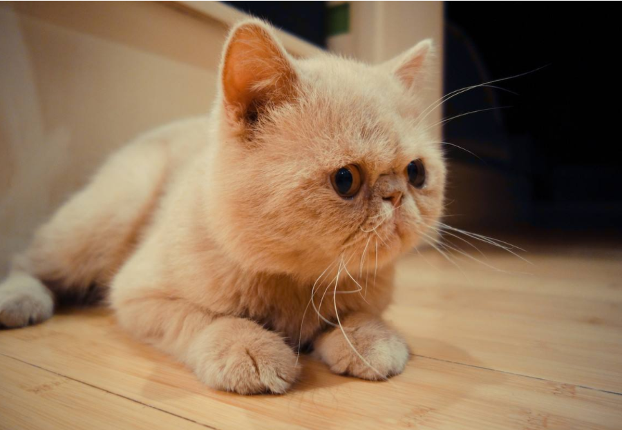 猫流眼泪怎么回事？常见的猫咪眼部疾病有哪些？