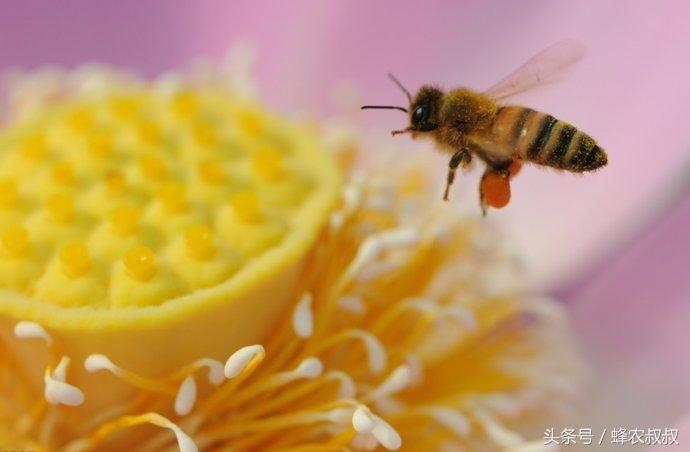 花粉的吃法及食用方法，不懂的速进！