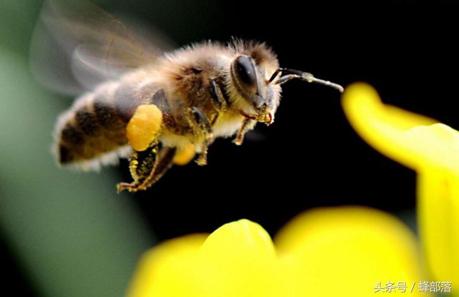 蜜蜂是怎么采蜜的？采蜜蜂是如何来进行分工的？
