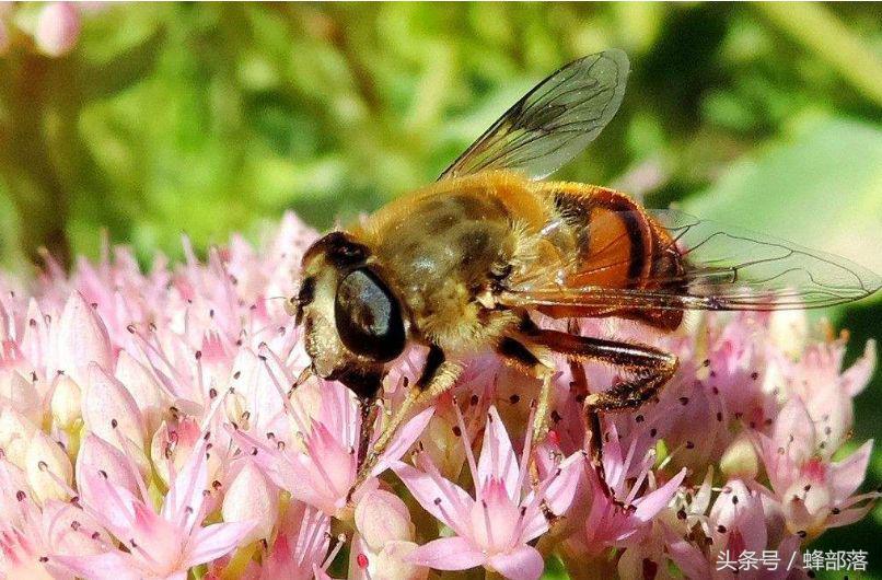 蜜蜂是怎么采蜜的？采蜜蜂是如何来进行分工的？