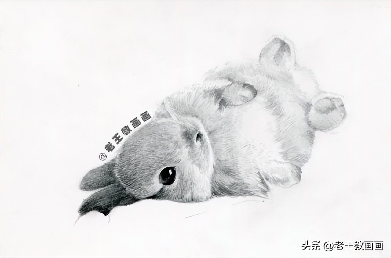 兔子怎么画简单又漂亮 ?教你画一只兔子